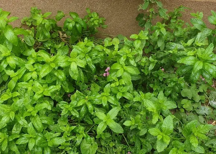 Apartamento Mendula *